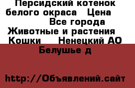 Персидский котенок белого окраса › Цена ­ 35 000 - Все города Животные и растения » Кошки   . Ненецкий АО,Белушье д.
